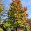 Herbstfoto von Edin