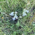 Silene vularis