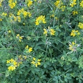  Lotus pedunculatus