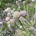 Allium Schoenoprasum