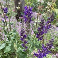 Salvia pratensis