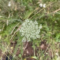 Daurus carota