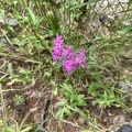 Atocion armeria