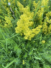 Galium verum agg.