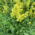 Galium verum agg.