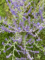 Perovskia atriplicifolia