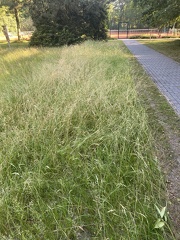 IMG 5479