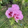 Clarkia amoena