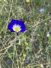 Convolvulus tricolor