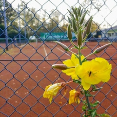 Oenothera
