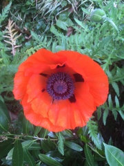 Papaver rhoeas)