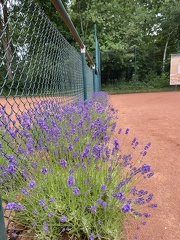 Lavandula angustifolia